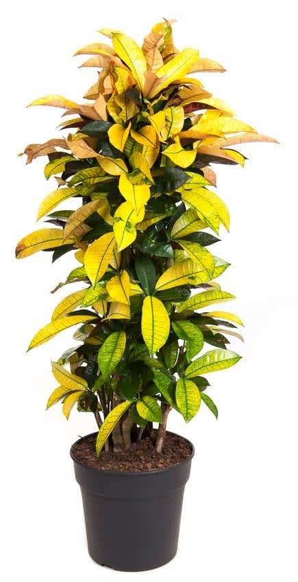 Plant Codiaeum Iceton 140-150 cm