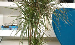 Plant Dracaena Bicolor 140-150 cm