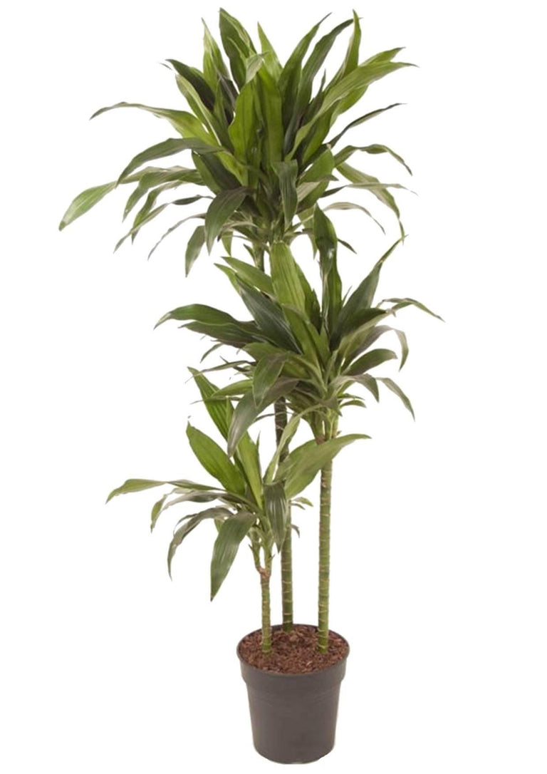 Plant Dracaena Janet Craig 140-150 cm
