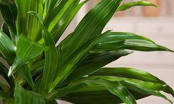 Plant Dracaena Janet Craig 140-150 cm