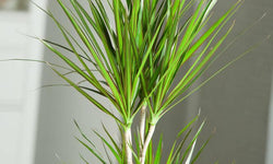 Plant Dracaena Marginata 150-160 cm