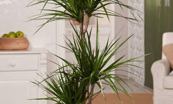 Plant Dracaena Marginata 150-160 cm