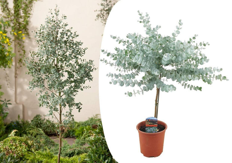 Plant Eucalyptus Gunni op stam