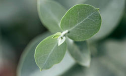 Plant Eucalyptus Gunni op stam