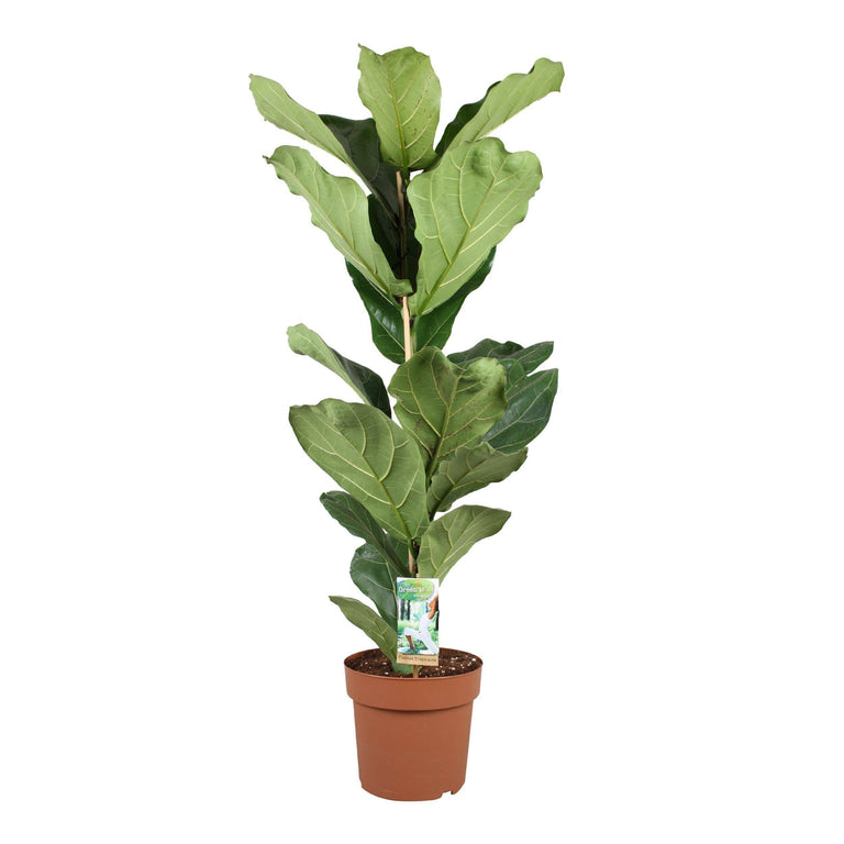 Plant Ficus Lyrata XL