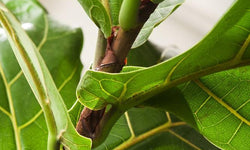 Plant Ficus Lyrata XL