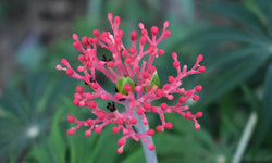 Plant Jatropha Multifida