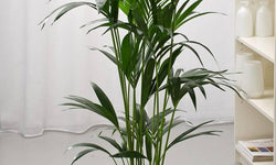 Plant Kentia Howea Forsteriana 160-185 cm