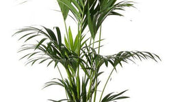 Plant Kentia Howea Forsteriana 160-185 cm