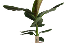 Plant Musa Cavendish XL