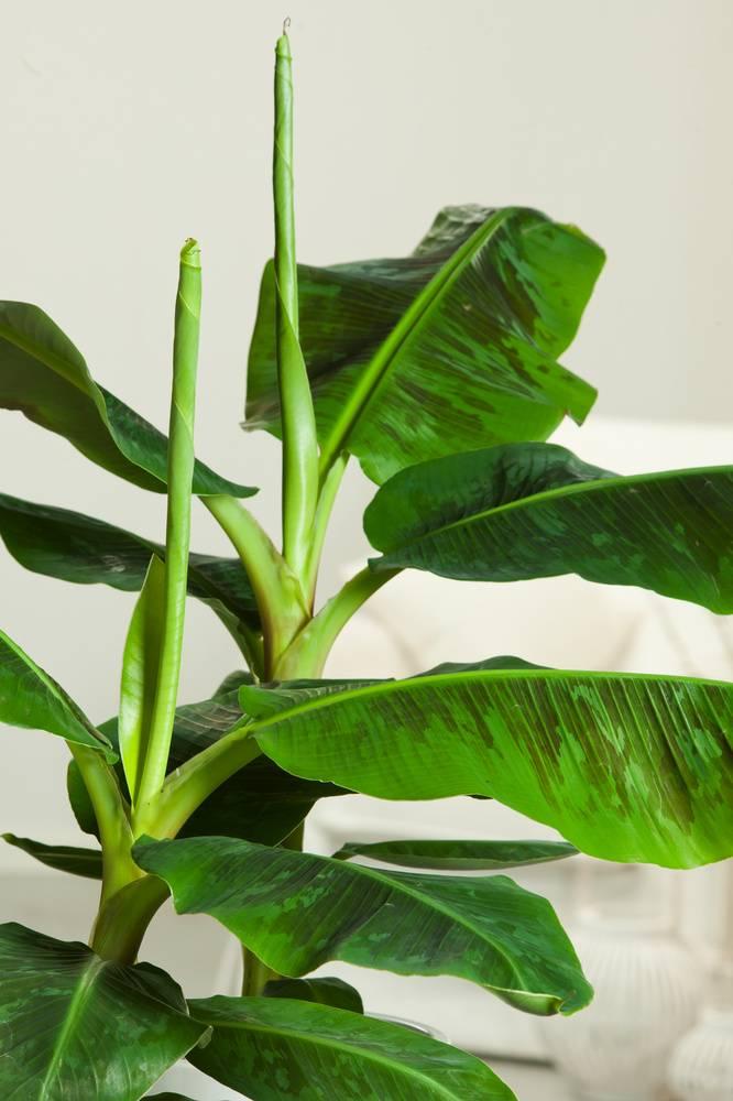 Plant Musa Cavendish XL