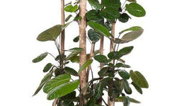 Plant Polyscias Fabian 140-150 cm