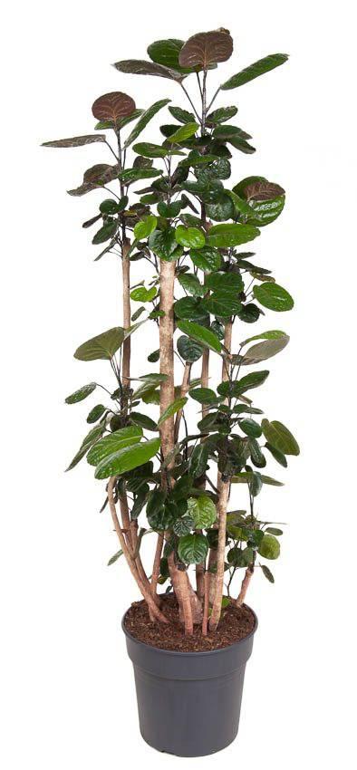 Plant Polyscias Fabian 140-150 cm