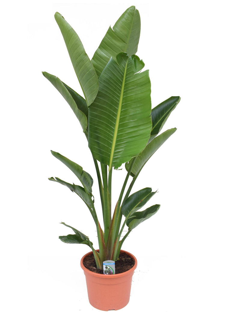 Plant Strelitzia Nicolai 150-170 cm