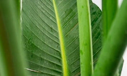 Plant Strelitzia Nicolai 150-170 cm