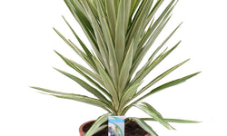 Plant Yucca Jewel 110-130 cm