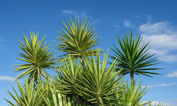 Plant Yucca Jewel 110-130 cm
