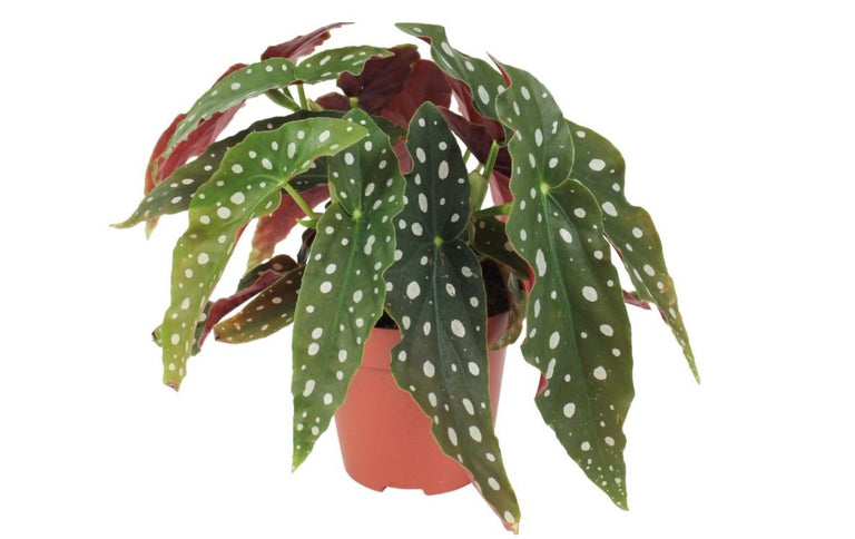 Set van 2 Begonia Polkadot 'Stippenplant'
