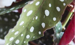 Set van 2 Begonia Polkadot 'Stippenplant'