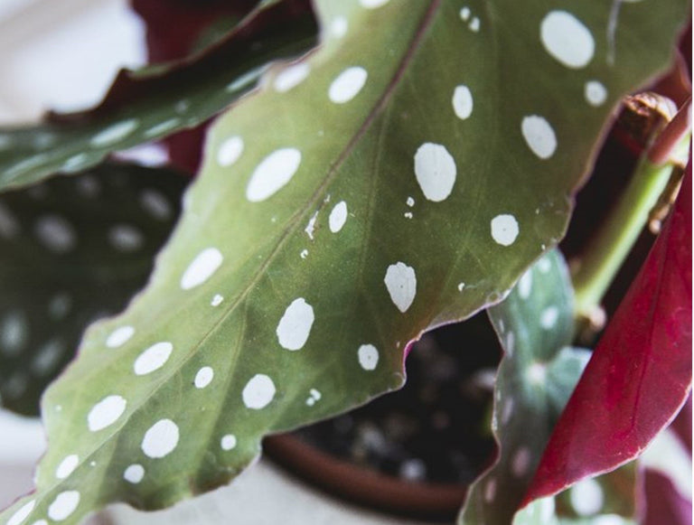 Set van 2 Begonia Polkadot 'Stippenplant'