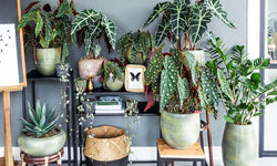 Set van 2 Begonia Polkadot 'Stippenplant'