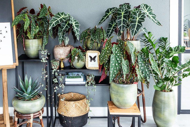 Set van 2 Begonia Polkadot 'Stippenplant'