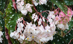 Set van 2 Begonia Polkadot 'Stippenplant'