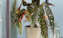 Set van 2 Begonia Polkadot 'Stippenplant'