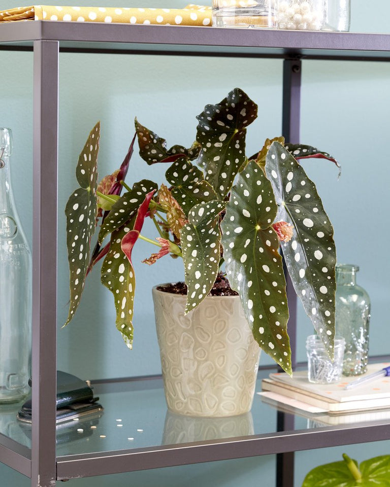 Set van 2 Begonia Polkadot 'Stippenplant'
