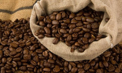 Set van 2 Coffea Arabica Koffieplantjes
