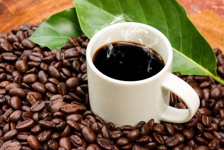 Set van 2 Coffea Arabica Koffieplantjes