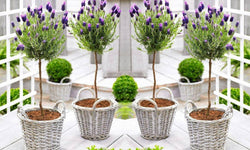 Set van 2 Lavendelbomen in mand Aya