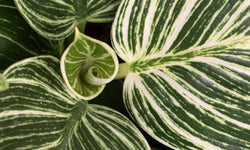 Set van 2 Philodendron White Waves