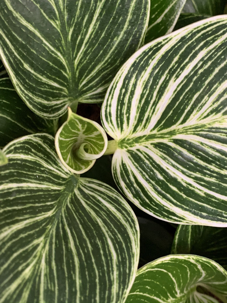 Set van 2 Philodendron White Waves