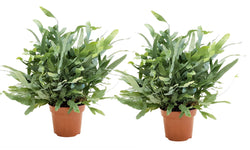 Set van 2 Phlebodium Blue Stars