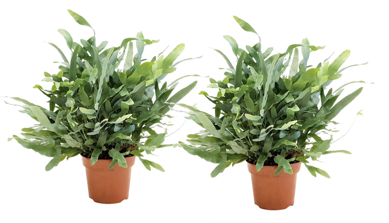 Set van 2 Phlebodium Blue Stars