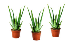 Set van 3 Aloe Vera kamerplanten