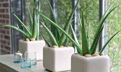 Set van 3 Aloe Vera kamerplanten