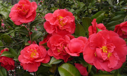 Set van 3 Camellias Japanse Roos