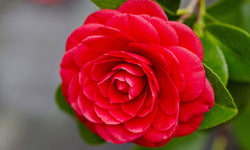 Set van 3 Camellias Japanse Roos