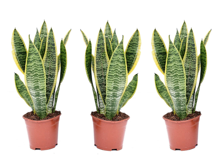 Set van 3 Sansevieria's