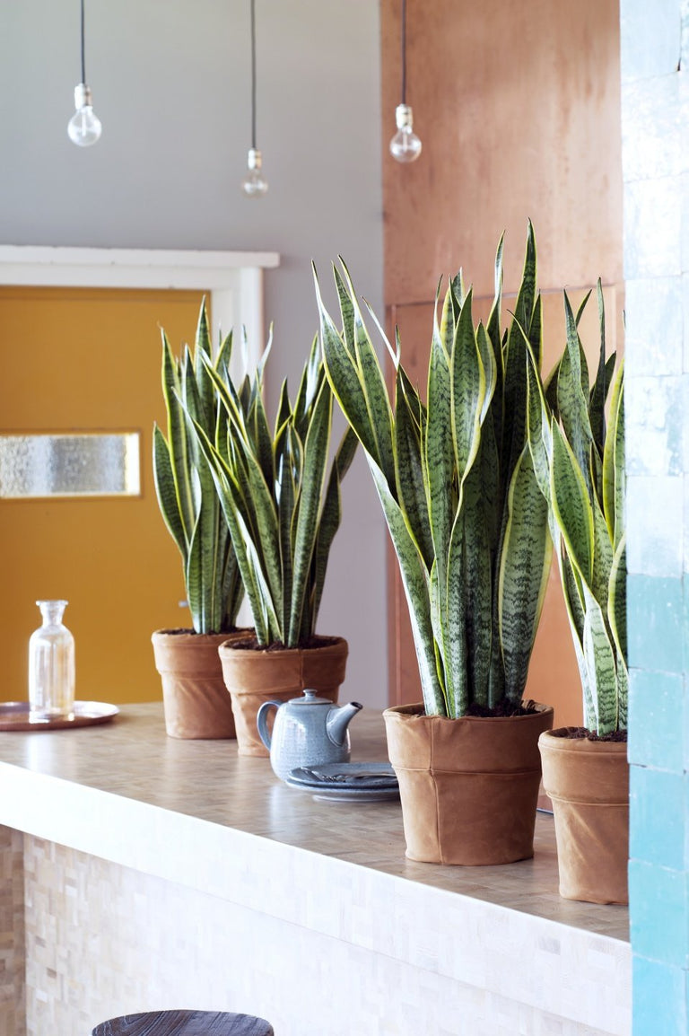 Set van 3 Sansevieria's