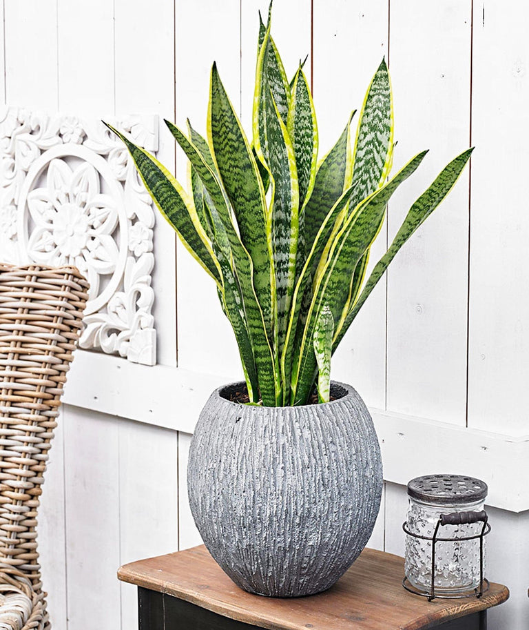 Set van 3 Sansevieria's