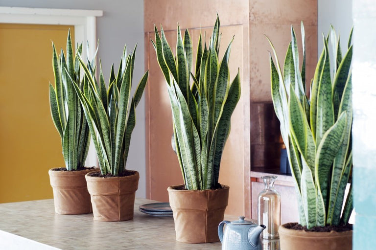 Set van 3 Sansevieria's