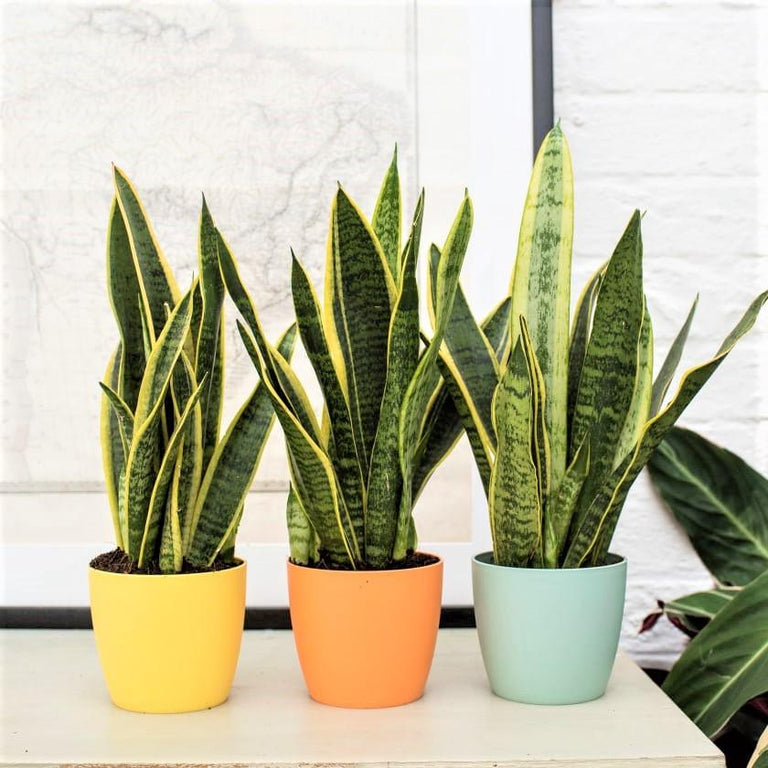 Set van 3 Sansevieria's