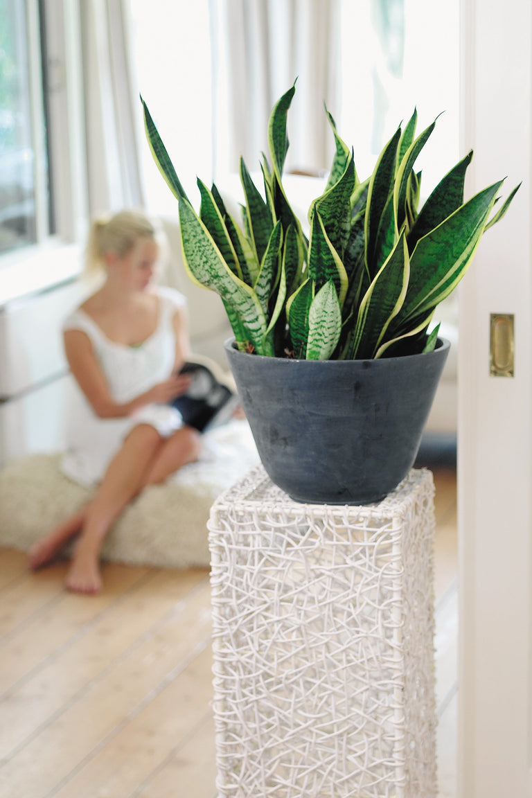 Set van 3 Sansevieria's