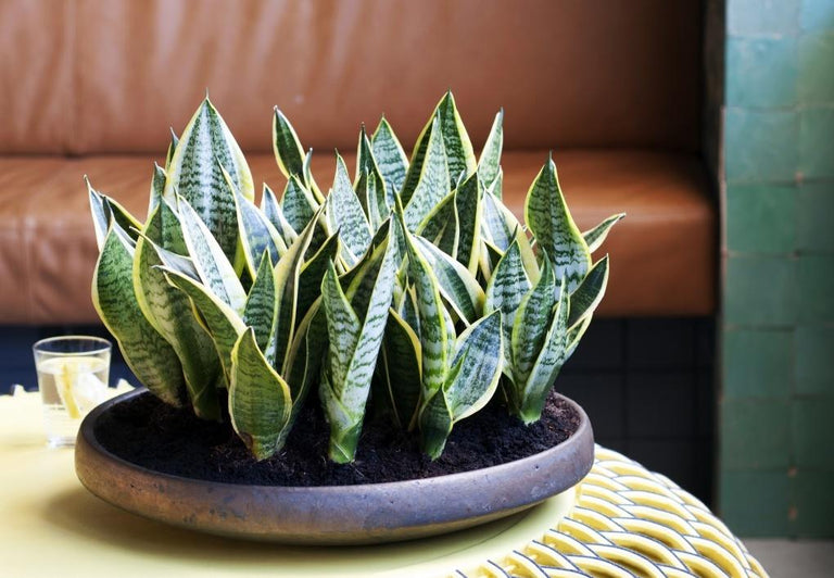 Set van 3 Sansevieria's