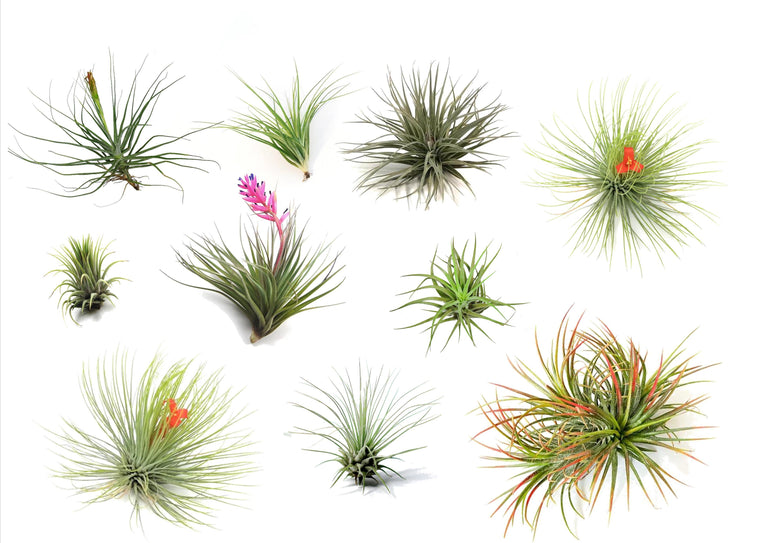 Set van 6 Tillandsia luchtplantjes