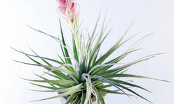Set van 6 Tillandsia luchtplantjes