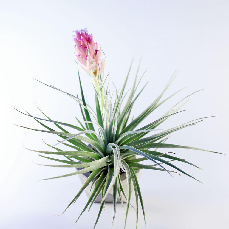 Set van 6 Tillandsia luchtplantjes